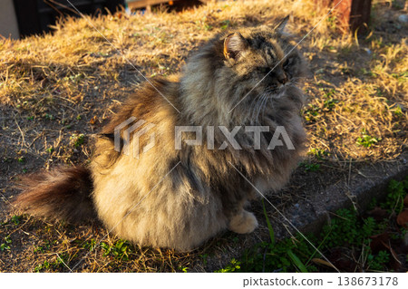 Winter in the Seto Inland Sea: Onomichi City, Hiroshima Prefecture - A charming town with hilly streets and cute cats 138673178