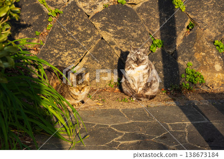Winter in the Seto Inland Sea: Onomichi City, Hiroshima Prefecture - A charming town with hilly streets and cute cats 138673184