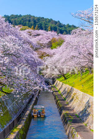 琵琶湖運河大津地區的櫻花 琵琶湖運河大津地區的櫻花 138673254