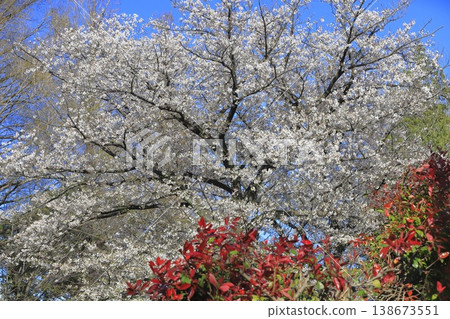 盛開的櫻花和紅葉石楠的嫩紅葉子。 138673551