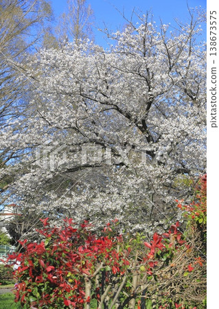 Cherry blossoms in full bloom and the red young leaves of the Japanese photinia. 138673575