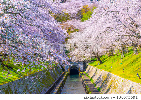 Cherry blossoms in the Otsu area of the Lake Biwa Canal 138673591