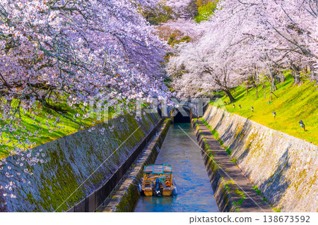 Cherry blossoms in the Otsu area of the Lake Biwa Canal 138673592