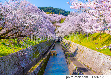 Cherry blossoms in the Otsu area of the Lake Biwa Canal 138673593