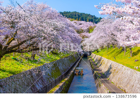 Cherry blossoms in the Otsu area of the Lake Biwa Canal 138673596