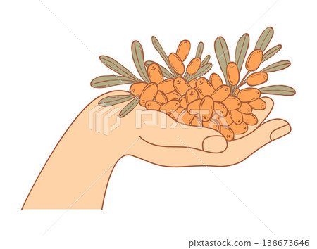 Human Hand Holding Fresh Sea Buckthorn Berries. Organic Vitamin Eco Harvest. Orange Small Berry Hippophae rhamnoides. Vector Illustration. Human Hand Holding Fresh Sea Buckthorn Berries. Organic Vitamin Eco Harvest. Orange Small Berry Hippophae rhamnoides. Vector Illustration. 138673646
