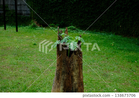 Papaya sprouts emerge from a withered tree stump, demonstrating the regeneration and vitality of tropical nature. Papaya sprouts emerge from a withered tree stump, demonstrating the regeneration and vitality of tropical nature. 138673706