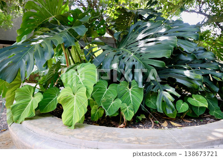 Tropical plants: Monstera and Philodendron planted in a concrete planter. Tropical plants: Monstera and Philodendron planted in a concrete planter. 138673721
