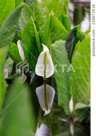 Skunk cabbage reflected in the water's edge in Abira Town, Hokkaido [May] 138673816
