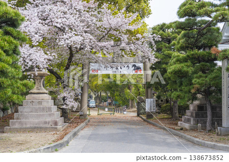 Kyoto, Fujimori Shrine: Cherry blossoms in full bloom and the South Gate 138673852