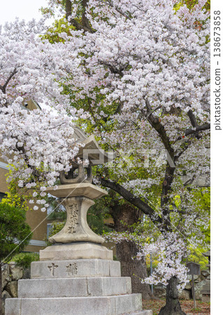 Kyoto, Fujimori Shrine: Cherry blossoms in full bloom and the South Gate Kyoto, Fujimori Shrine: Cherry blossoms in full bloom and the South Gate 138673858