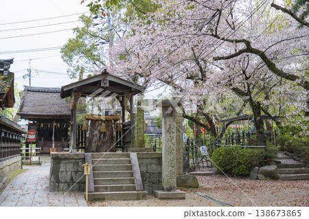 京都,藤森神社,畑塚山丘和紫杉樹,櫻花盛開。 京都,藤森神社,畑塚山丘和紫杉樹,櫻花盛開。 138673865