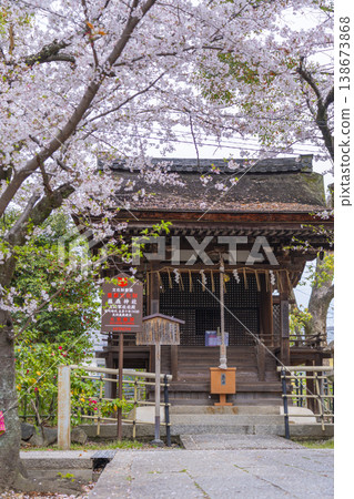 Fujimori Shrine: Cherry blossoms in full bloom and the main hall of the Taishogun Shrine. Fujimori Shrine: Cherry blossoms in full bloom and the main hall of the Taishogun Shrine. 138673868