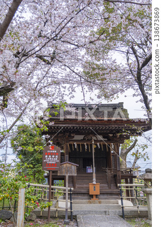 Fujimori Shrine: Cherry blossoms in full bloom and the main hall of the Taishogun Shrine. 138673869