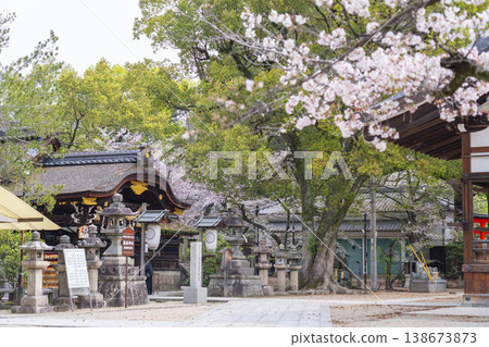 Kyoto, Fujimori Shrine: Cherry blossoms in full bloom and the main hall Kyoto, Fujimori Shrine: Cherry blossoms in full bloom and the main hall 138673873