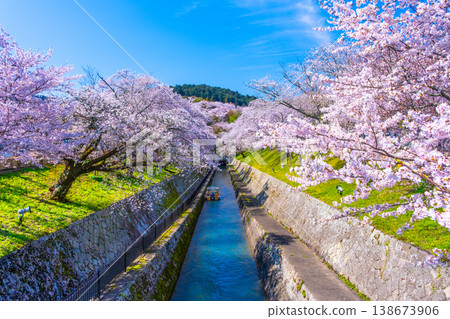Cherry blossoms in the Otsu area of the Lake Biwa Canal Cherry blossoms in the Otsu area of the Lake Biwa Canal 138673906