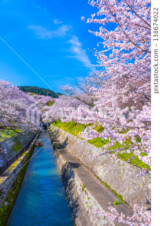Cherry blossoms in the Otsu area of the Lake Biwa Canal 138674022