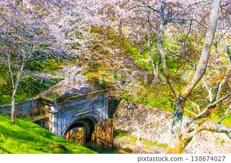 Cherry blossoms in the Otsu area of the Lake Biwa Canal 138674027