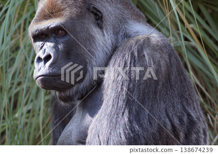 The gorilla menacingly declared, "As long as my eyes are brown, I won't let you do that!" The gorilla menacingly declared, "As long as my eyes are brown, I won't let you do that!" 138674239