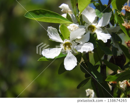 Exochorda racemosa (Rikyu plum) Exochorda racemosa (Rikyu plum) 138674265