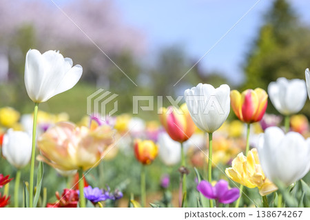 White tulips, colorful flower field, April, spring, flower image White tulips, colorful flower field, April, spring, flower image 138674267