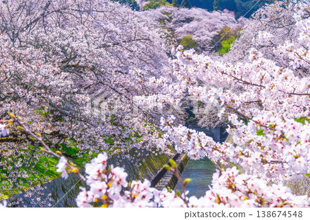 Cherry blossoms in the Otsu area of the Lake Biwa Canal Cherry blossoms in the Otsu area of the Lake Biwa Canal 138674548