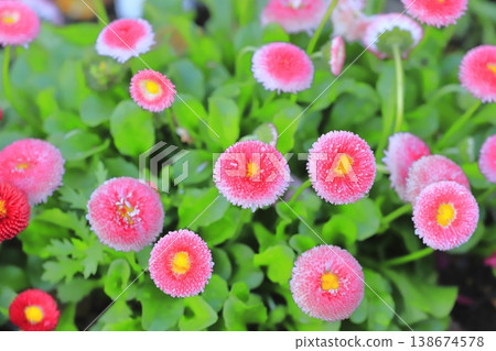 Spring flowerbed pink daisy Spring flowerbed pink daisy 138674578