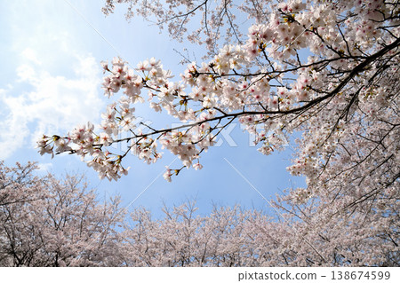 Cherry blossoms around Yokotake Dam in Saga Prefecture. 138674599