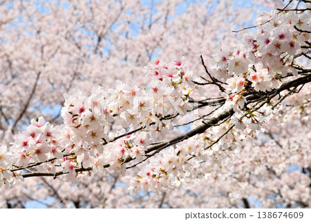Cherry blossoms around Yokotake Dam in Saga Prefecture. Cherry blossoms around Yokotake Dam in Saga Prefecture. 138674609