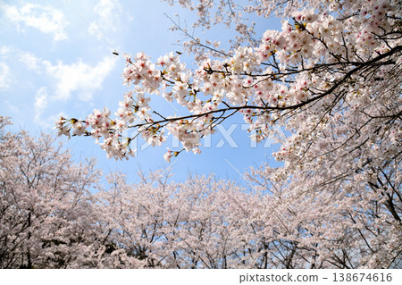 Cherry blossoms around Yokotake Dam in Saga Prefecture. Cherry blossoms around Yokotake Dam in Saga Prefecture. 138674616