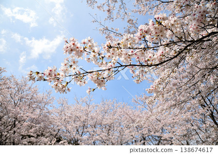 Cherry blossoms around Yokotake Dam in Saga Prefecture. Cherry blossoms around Yokotake Dam in Saga Prefecture. 138674617
