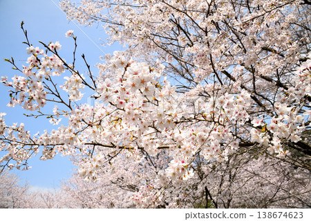 Cherry blossoms around Yokotake Dam in Saga Prefecture. Cherry blossoms around Yokotake Dam in Saga Prefecture. 138674623