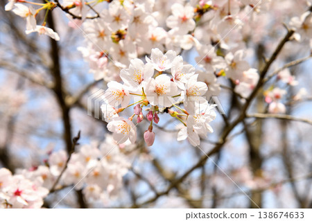 Cherry blossoms around Yokotake Dam in Saga Prefecture. Cherry blossoms around Yokotake Dam in Saga Prefecture. 138674633