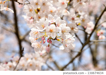 Cherry blossoms around Yokotake Dam in Saga Prefecture. Cherry blossoms around Yokotake Dam in Saga Prefecture. 138674634