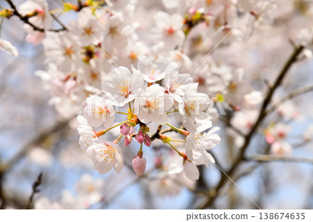 Cherry blossoms around Yokotake Dam in Saga Prefecture. Cherry blossoms around Yokotake Dam in Saga Prefecture. 138674635