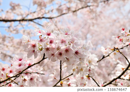 Cherry blossoms around Yokotake Dam in Saga Prefecture. Cherry blossoms around Yokotake Dam in Saga Prefecture. 138674647