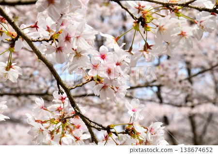 Cherry blossoms around Yokotake Dam in Saga Prefecture. Cherry blossoms around Yokotake Dam in Saga Prefecture. 138674652