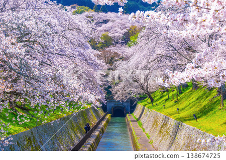 Cherry blossoms in the Otsu area of the Lake Biwa Canal 138674725