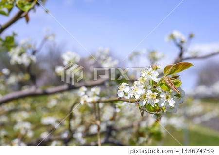 Pear (Nashi) Shinko variety, white flower, spring, April, image Pear (Nashi) Shinko variety, white flower, spring, April, image 138674739