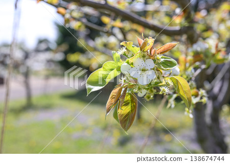 Pear (Nashi) Shinko variety, white flower, spring, April, image 138674744