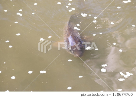 Cherry blossom petals scattered on the water's surface and a large carp Cherry blossom petals scattered on the water's surface and a large carp 138674760
