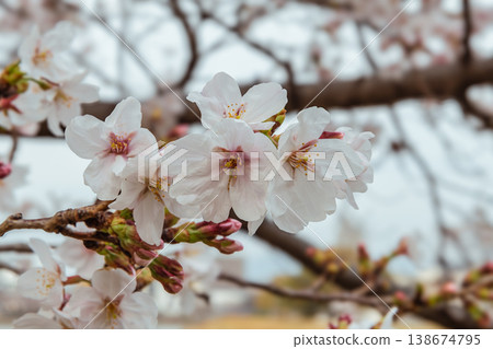 Cherry blossoms blooming in the spring sunshine 138674795