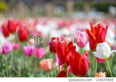 Tulip field, pink, red, white, spring flowers, April image Tulip field, pink, red, white, spring flowers, April image 138674989