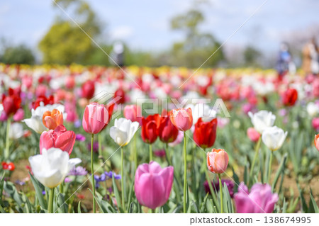 Tulip field, pink, red, white, spring flowers, April image 138674995
