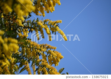 Mimosa is said to be a flower of happiness and has a beautiful yellow color. Mimosa is said to be a flower of happiness and has a beautiful yellow color. 138675021