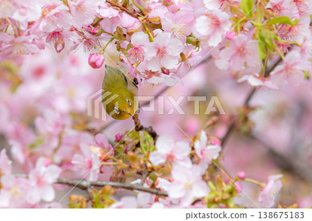 Sakujiro 138675183