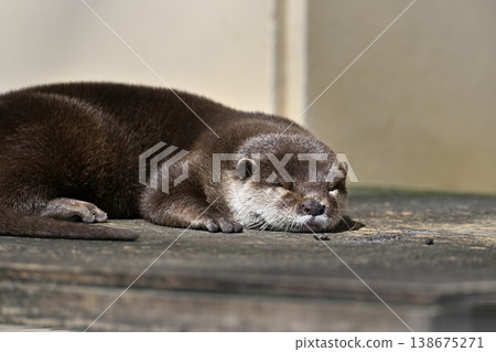Cute otter: Small-clawed otter Cute otter: Small-clawed otter 138675271