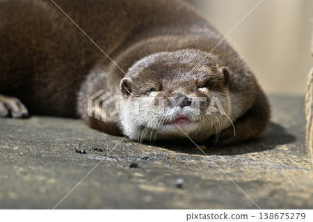 Cute otter: Small-clawed otter Cute otter: Small-clawed otter 138675279