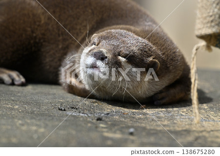 Cute otter: Small-clawed otter Cute otter: Small-clawed otter 138675280