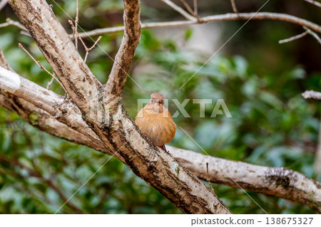 The female of the jawbuttak that sticks to the branch The female of the jawbuttak that sticks to the branch 138675327
